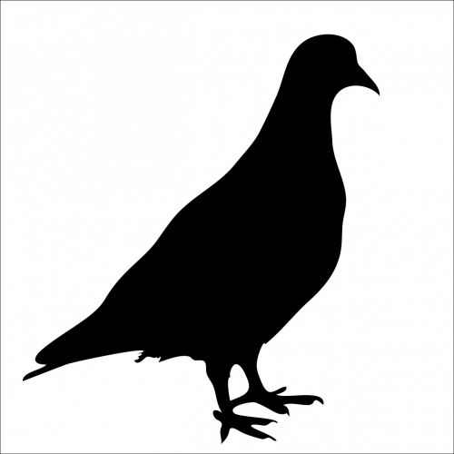 bird pigeon black