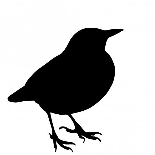 bird blackbird animal