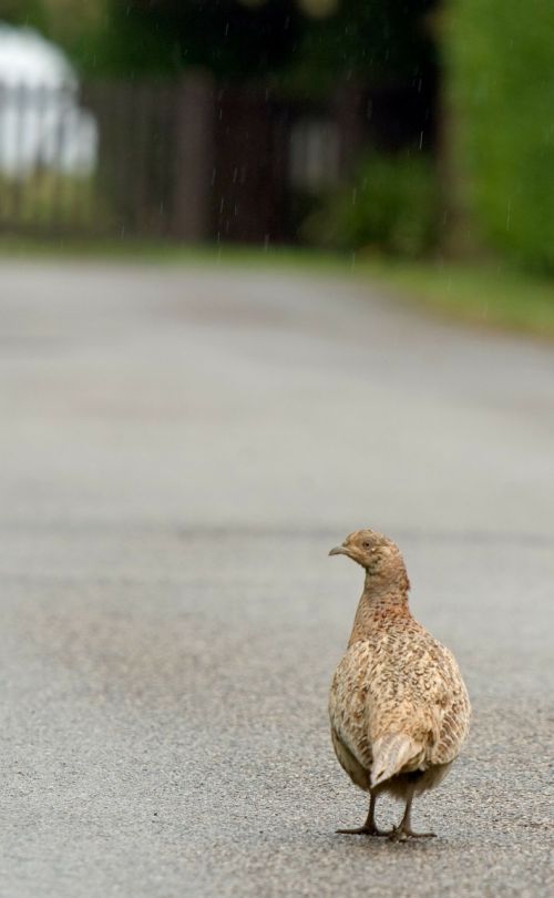 bird pheasant beautiful