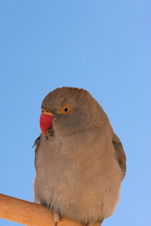 bird tropical parrot