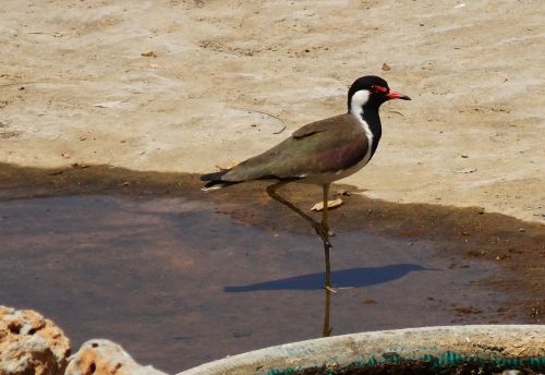 bird red-wattled lapwing