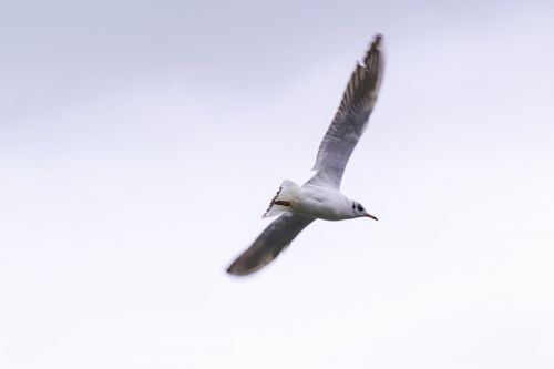 bird gull nature