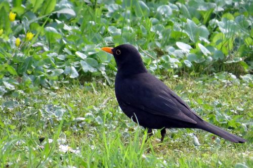 bird blackbird meadow