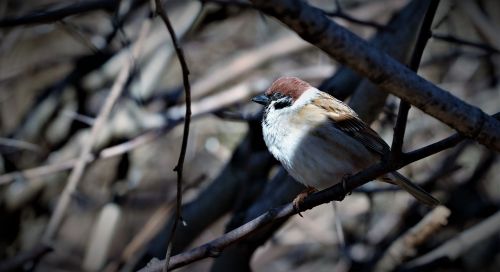 bird animals perched