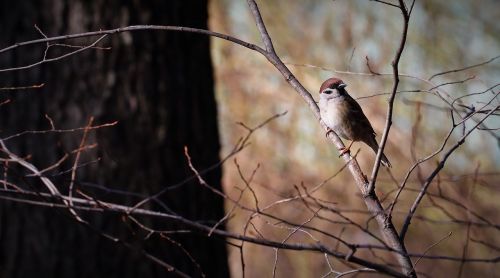 bird animal perched