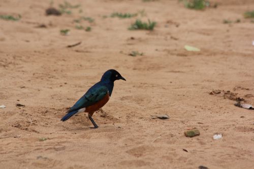 bird africa tanzania