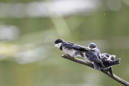 bird nature wildlife