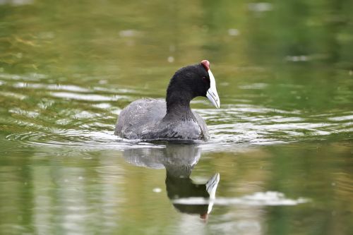 bird water reflection