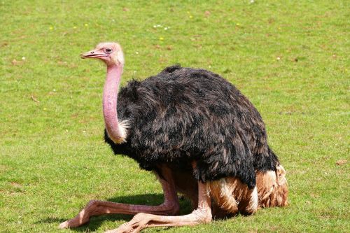 bird ostrich nature