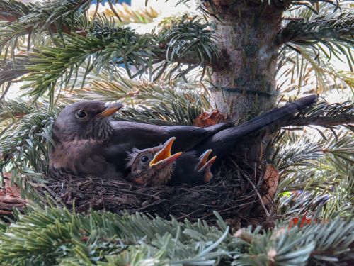 bird blackbird nest