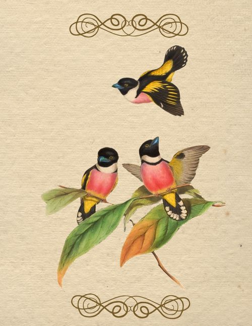bird vintage color