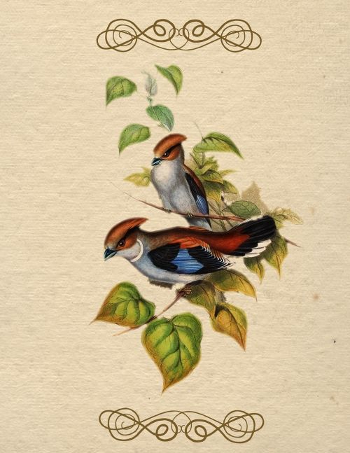 bird vintage color