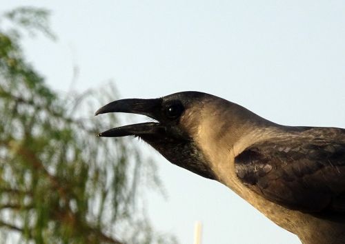 bird crow house crow