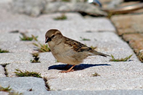 bird female sparrow sparrow