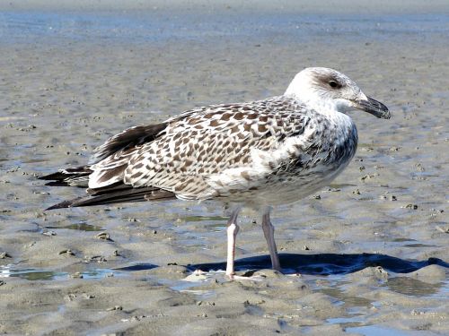 bird seagull sand beach