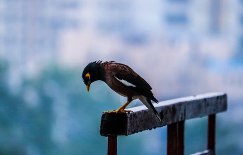 bird cloudy sky