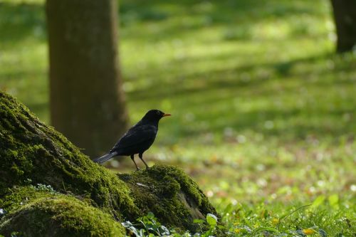 bird waiting for