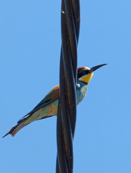 bird bee-eater merops apiaster