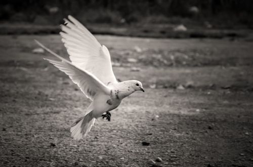 bird white pigeon