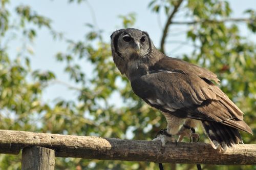 bird owl wildparc