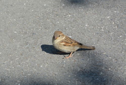 bird sparrow animal
