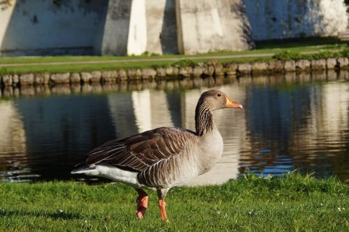 bird goose wild goose