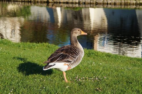 bird goose wild goose