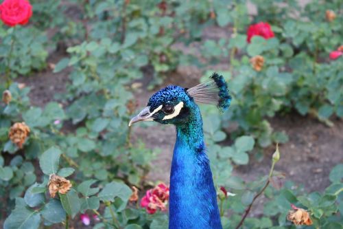 bird rose peacock