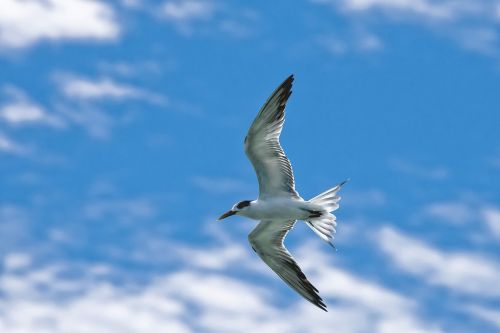 bird common tern flight