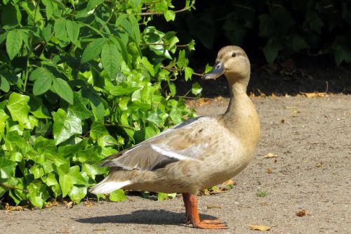 bird duck mallard