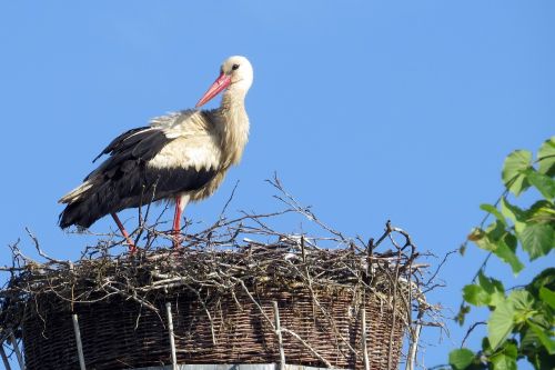 bird stork nest