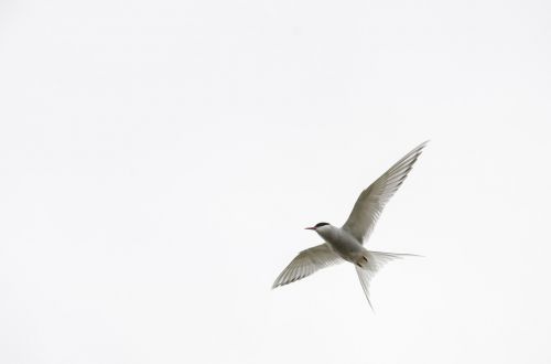 bird sky nature