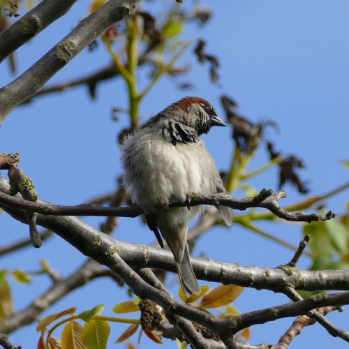 bird songbird sparrow