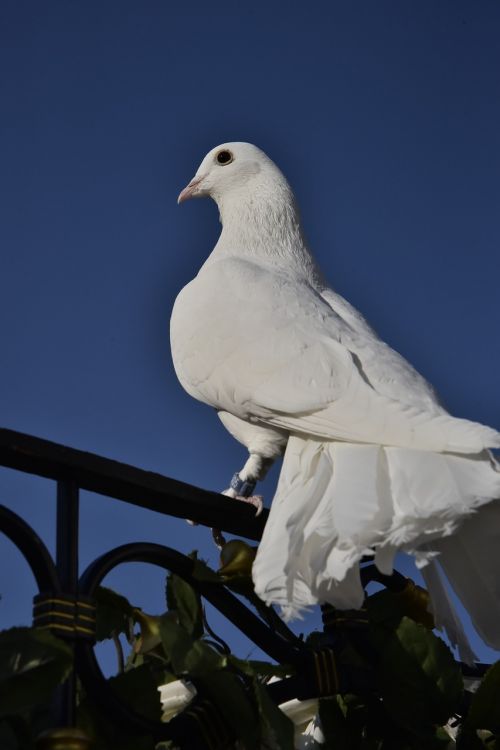 bird dove animal