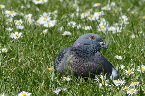 bird dove wild pigeon