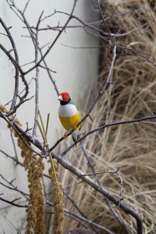 bird animal canary