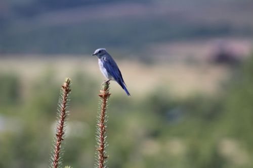 bird nature montana