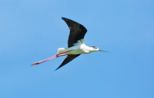 bird flight stilt