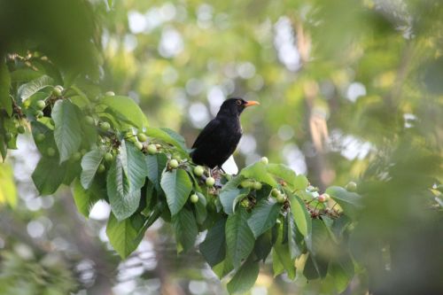 bird blackbird branches