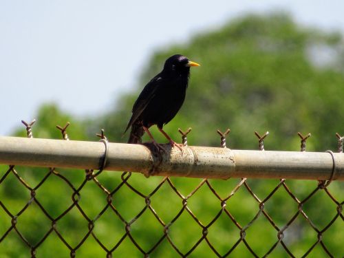 bird fence park