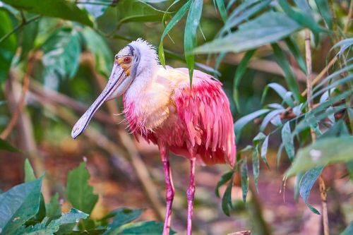 bird pink plumage