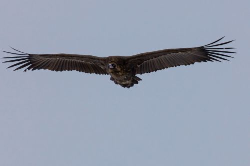bird black vulture flight