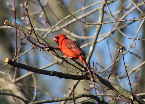bird cardinal nature