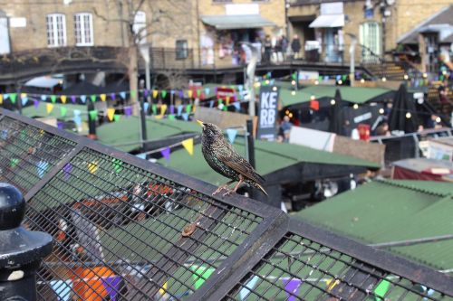 bird candem town london