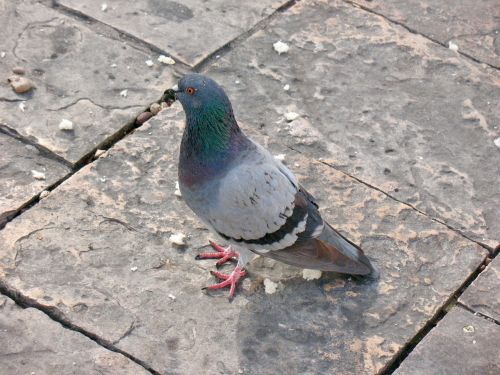 bird animals pigeon