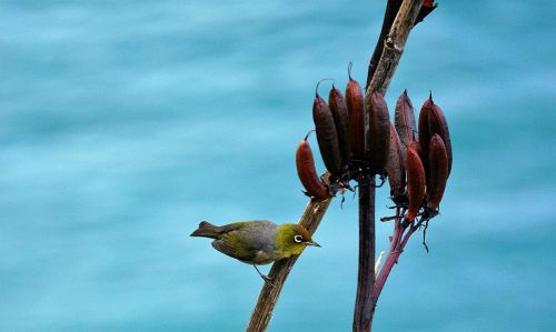 bird green blue