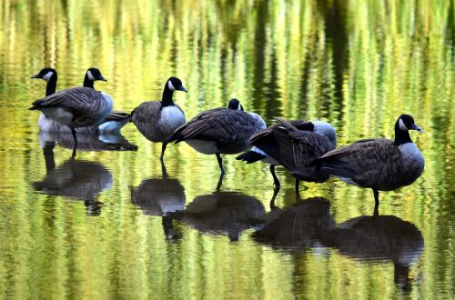 bird ponds water