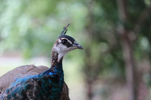 bird peacock bill