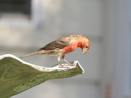 bird colorful wildlife