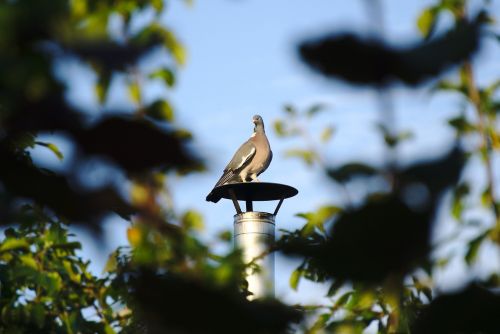 bird dove pigeon